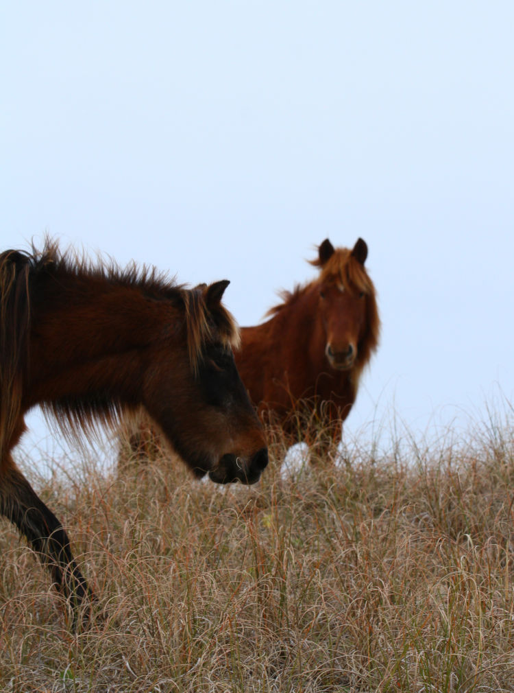 larger wild horse staring at new arrival, Shackleford Banks, NC