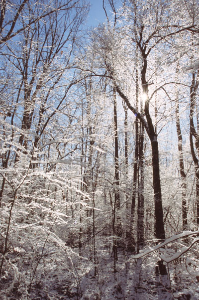 sun peeking through snow-covered trees following a blizzard