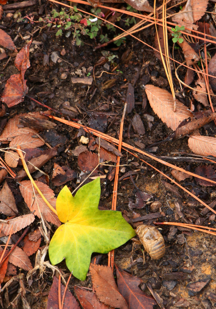 surprisingly green leaf for December alongside molted cicada exoskeleton