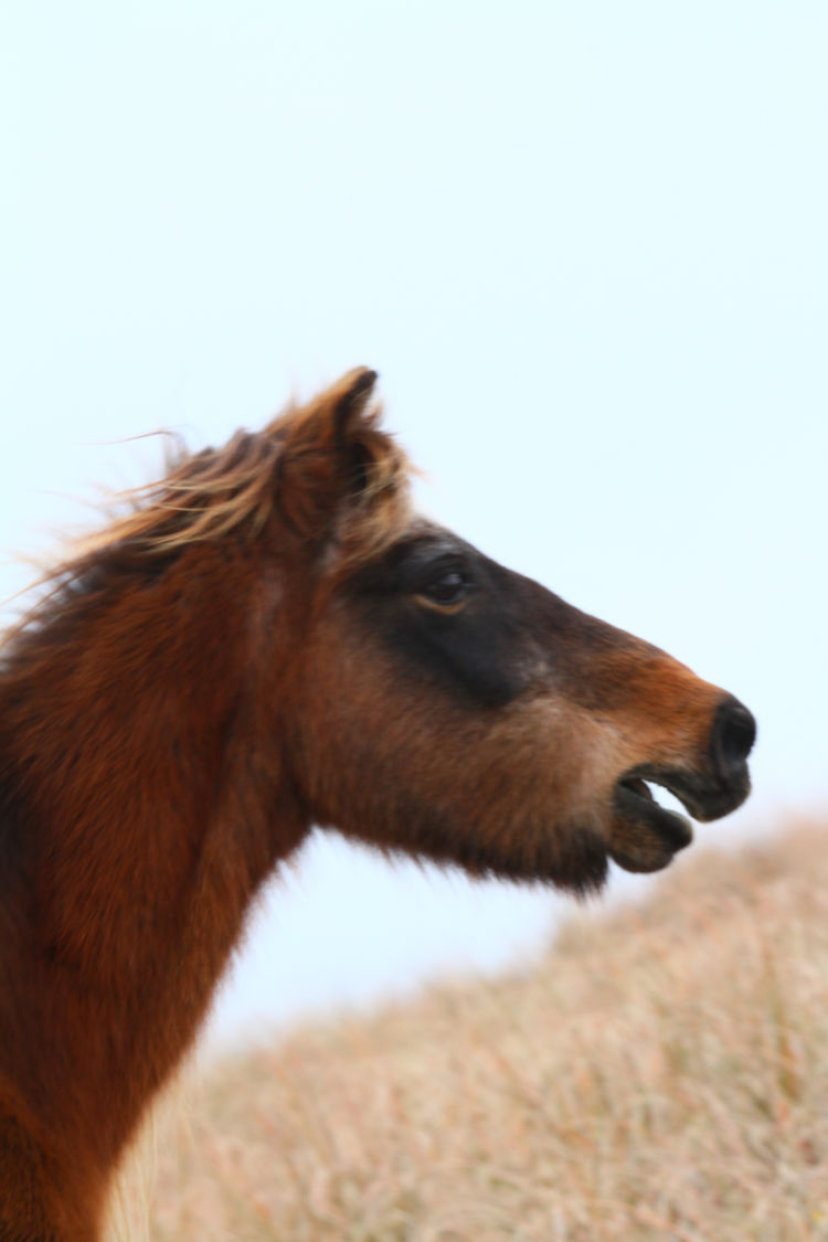 small wild horse giving whinny on Shackleford Banks, NC