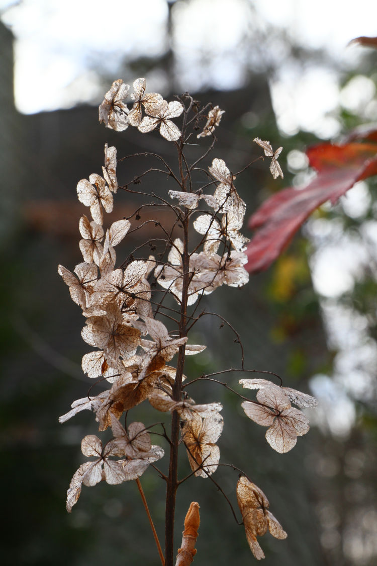 dried flowers of oak-leaf hydrangea Hydrangea quercifolia