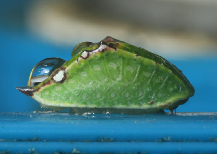 unidentified insect larva, possibly early caterpillar