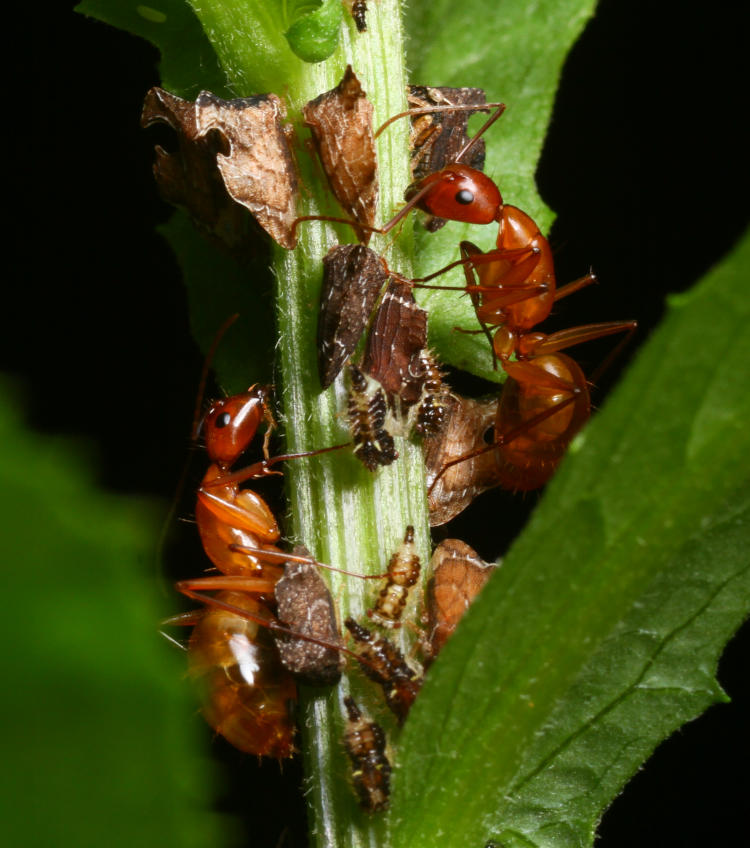 Chestnut carpenter ants Camponotus castaneus farming colony of keeled treehoppers Entylia carinata on unidentified weed stem