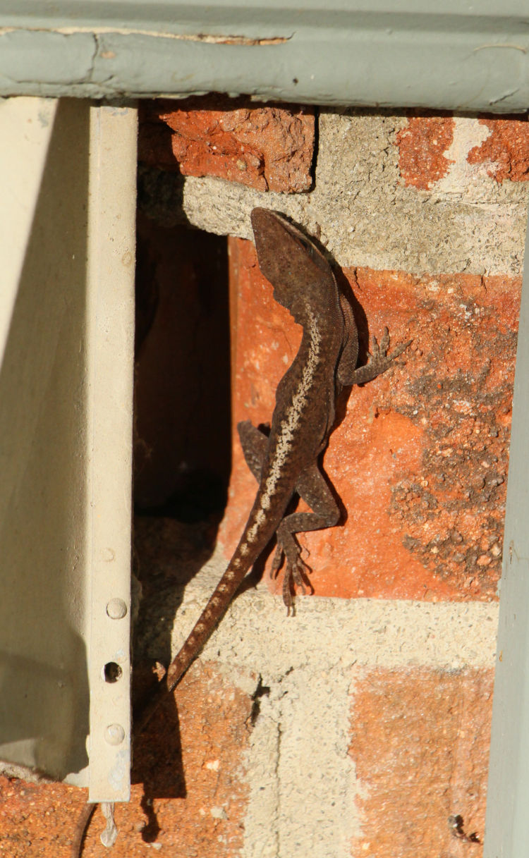 Carolina anole Anolis carolinensis sunning itself on wall