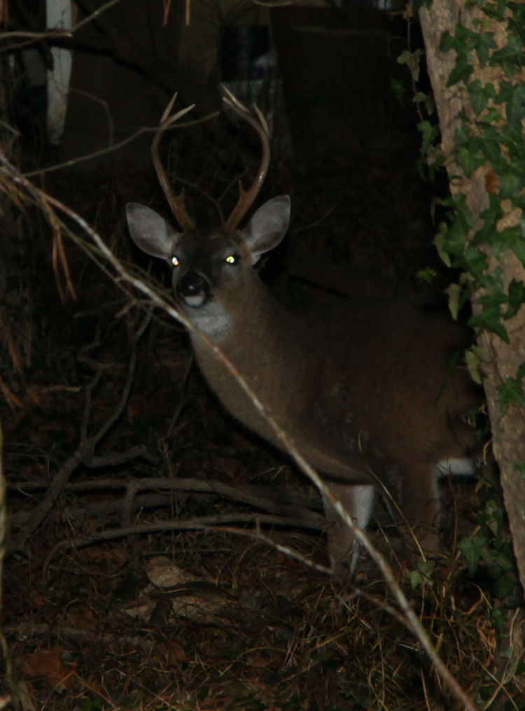 white-tailed deer buck Odocoileus virginianus off back of property at night