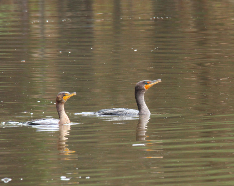 female and male double-crested cormorants Nannopterum auritum cruising in neighborhood pond