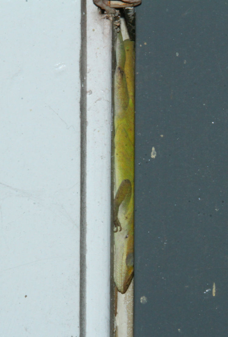 Carolina anole Anolis carolinensis sleeping in crack in door