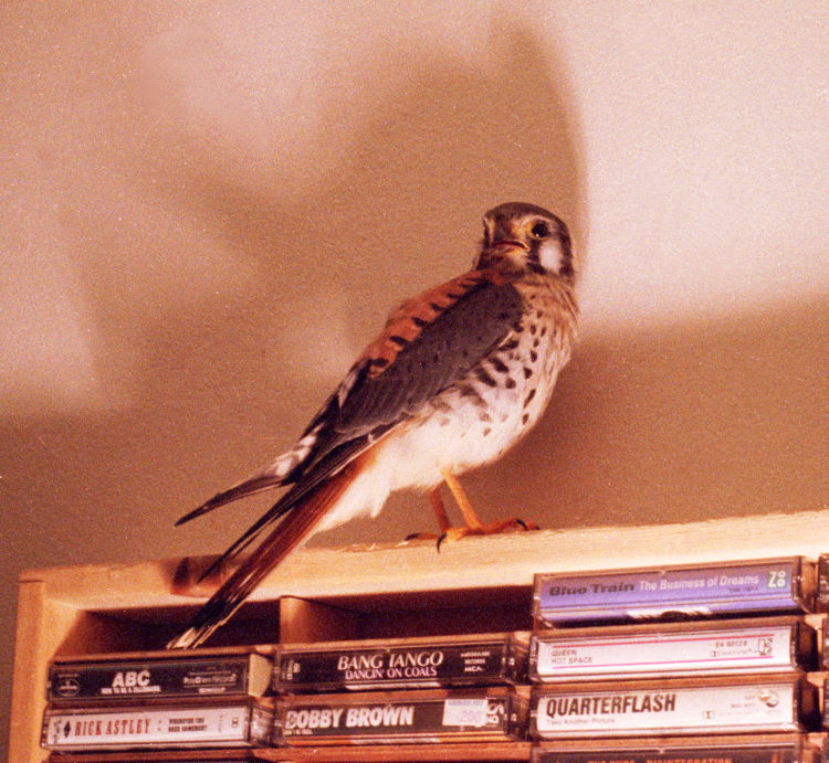 American kestrel Falco sparverius perched on cassette storage shelf in apartment