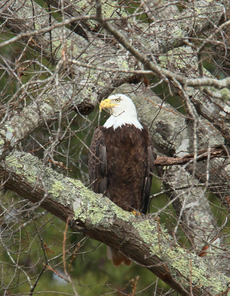 adult bald eagle Haliaeetus leucocephalus perched in tree at neighborhood pond