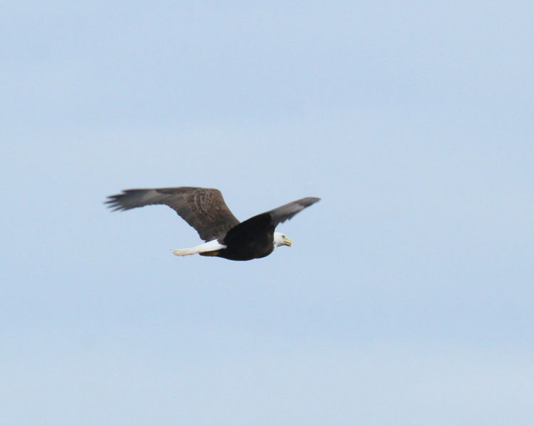 adult bald eagle Haliaeetus leucocephalus flying off