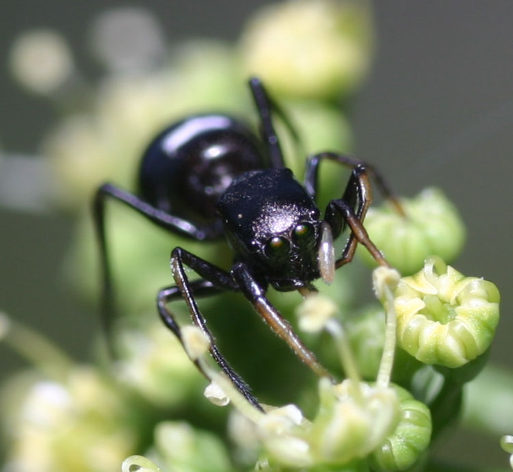 antlike jumping spider likely Peckhamia americana on studio flower buds