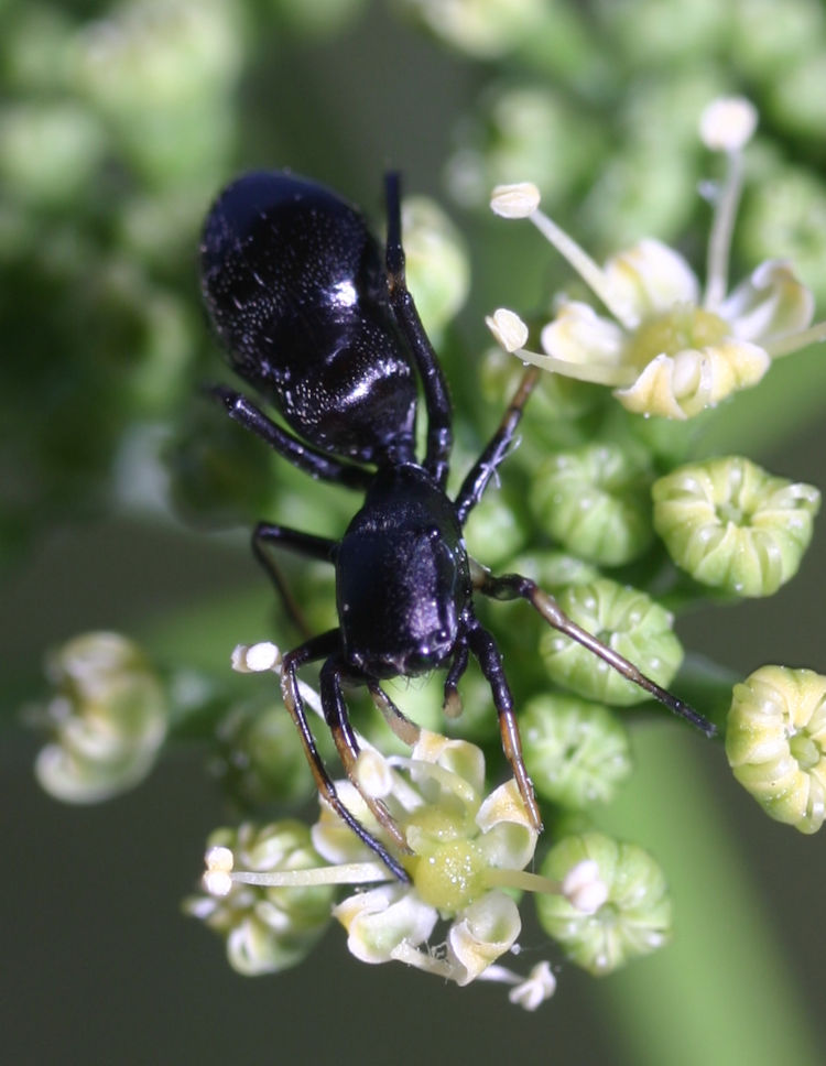 antlike jumping spider likely Peckhamia americana on studio flower buds