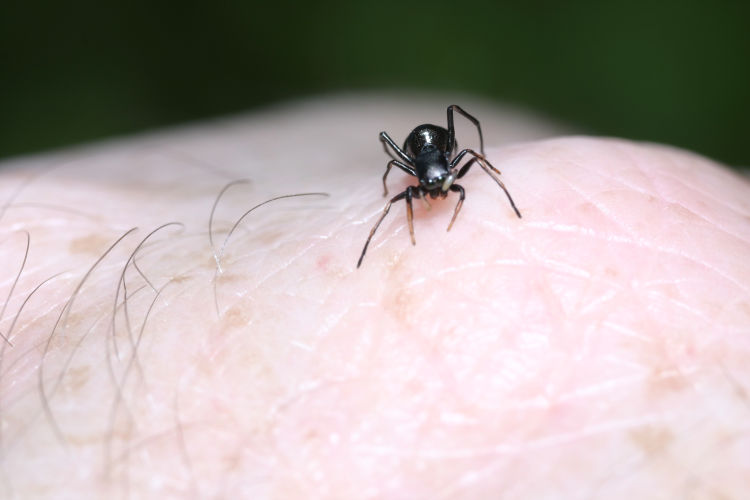 antlike jumping spider likely Peckhamia americana on studio flower buds on photographer's knuckle