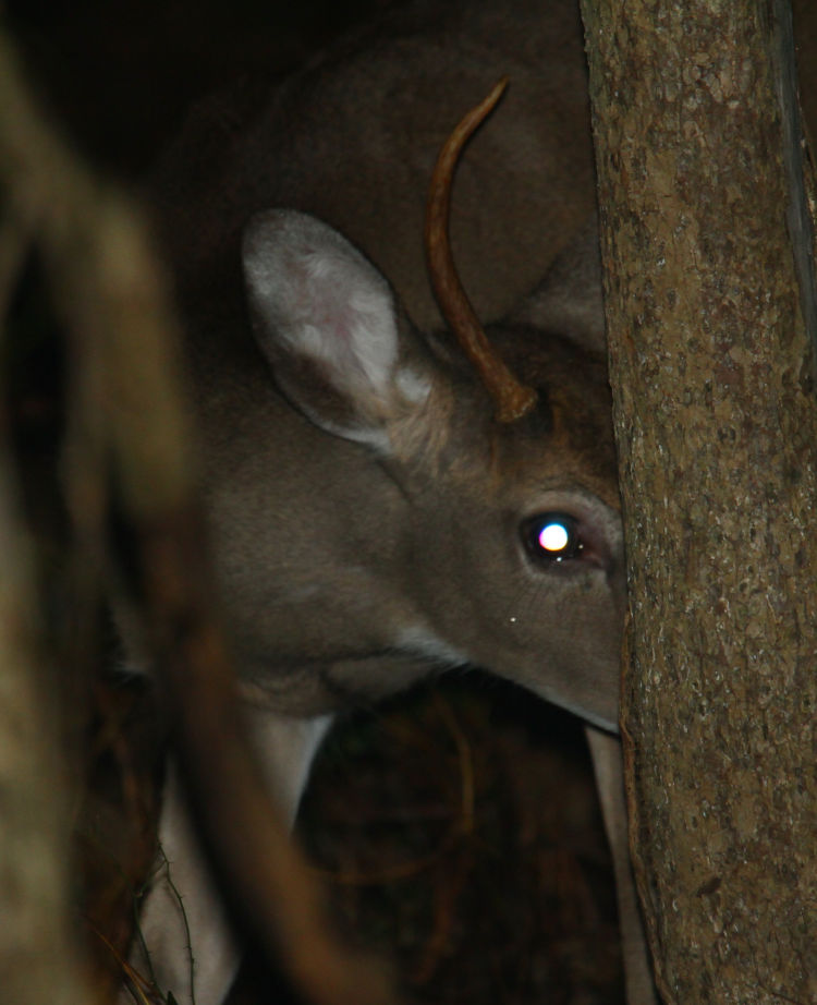 very young white-tailed deer Odocoileus virginianus buck caught by flash at night