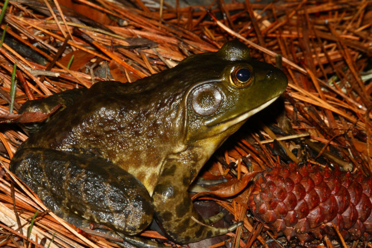 American bullfrog Lithobates catesbeianus sitting on edge of pond at night