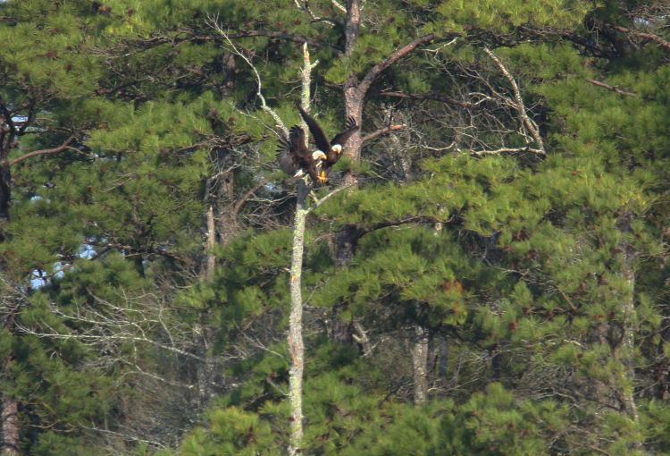 adult bald eagle Haliaeetus leucocephalus apparently attempting to alight on branch with another eagle