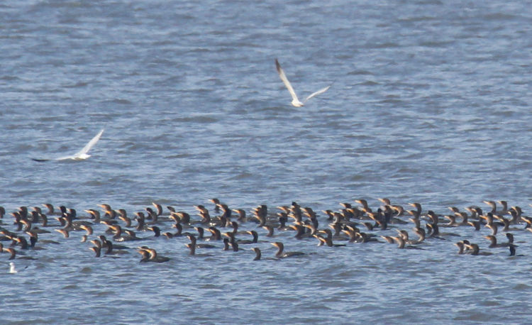 huge flotilla of double-crested cormorants Nannopterum auritum, with some seagulls thrown in, on Jordan Lake