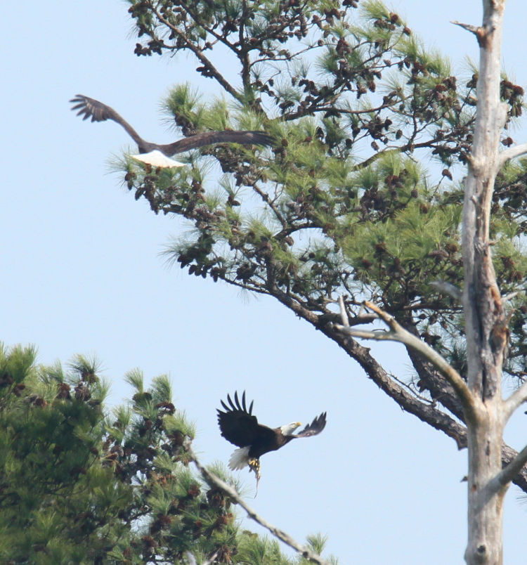 two adult bald eagles Haliaeetus leucocephalus cropped closer
