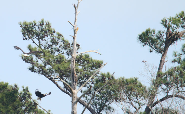two adult bald eagles Haliaeetus leucocephalus converging on nest for meal