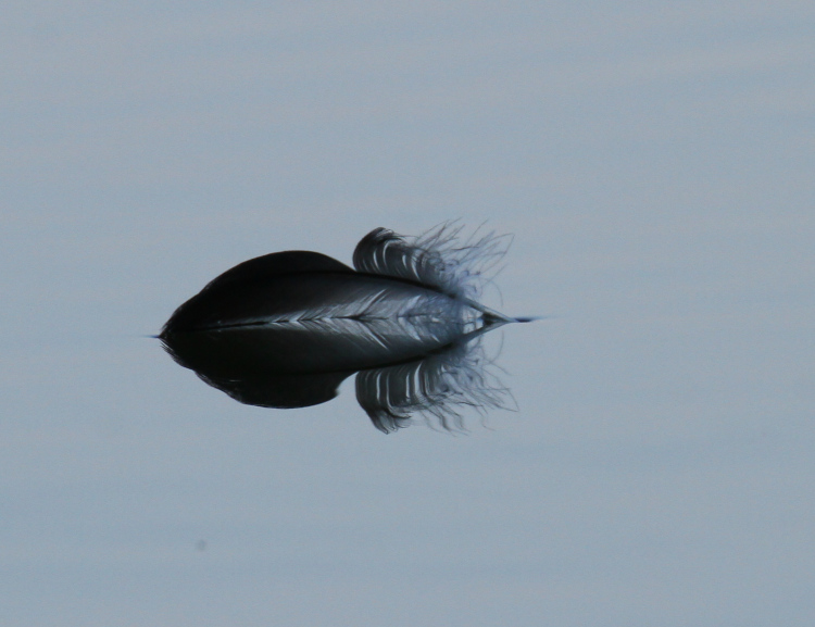 feather and reflection in still water