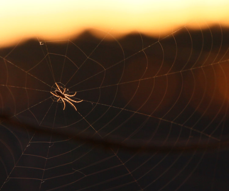 spider in web backlit by post-sunset twilight