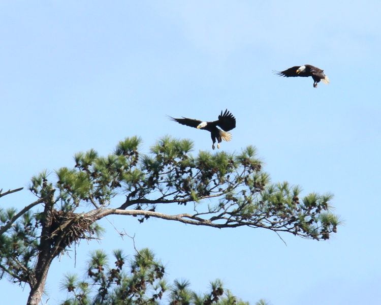 pair of adult bald eagles Haliaeetus leucocephalus coming in to land in tree with osprey nest