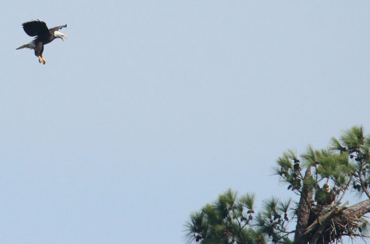 one adult bald eagle Haliaeetus leucocephalus approaching another on nest while calling