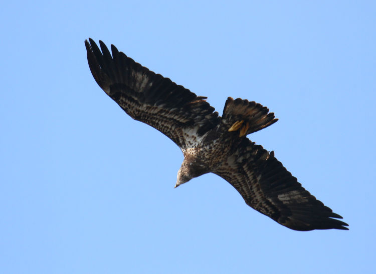 second or third year juvenile bald eagle Haliaeetus leucocephalus passing overhead