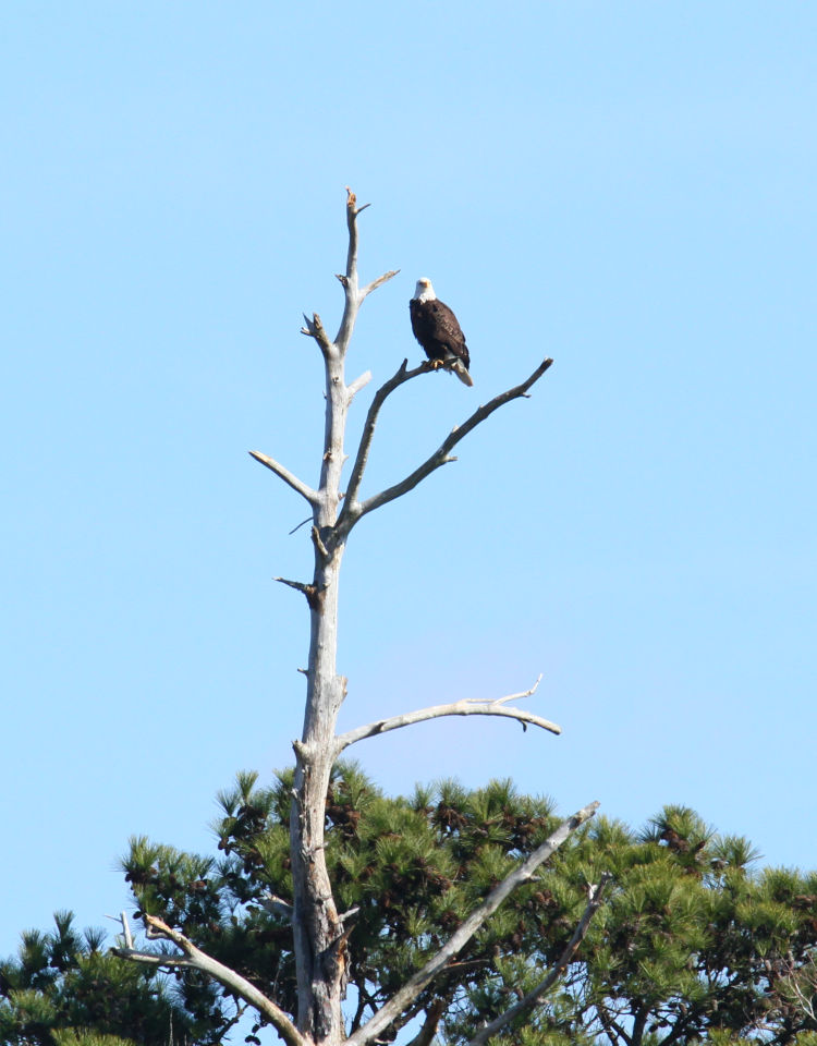 solitary bald eagle Haliaeetus leucocephalus sitting high in dead tree at Jordan Lake