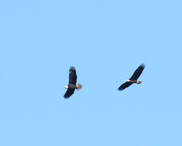 pair of adult bald eagles Haliaeetus leucocephalus circling together