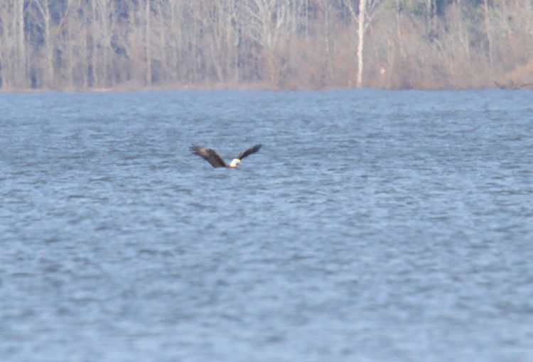 adult bald eagle Haliaeetus leucocephalus in water after snagging fish