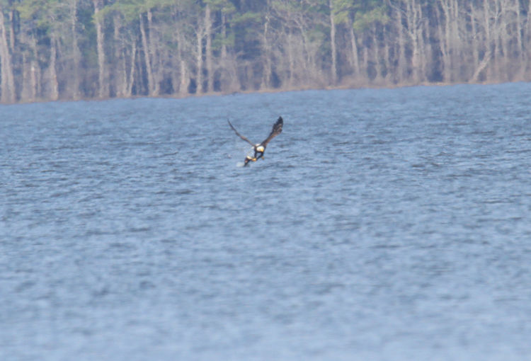 adult bald eagle Haliaeetus leucocephalus grasping and trying to raise fish from water while flying