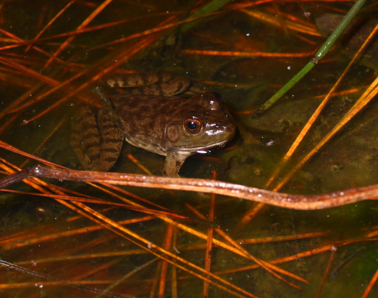 small American bullfrog Lithobates catesbeianus hanging out in backyard pond