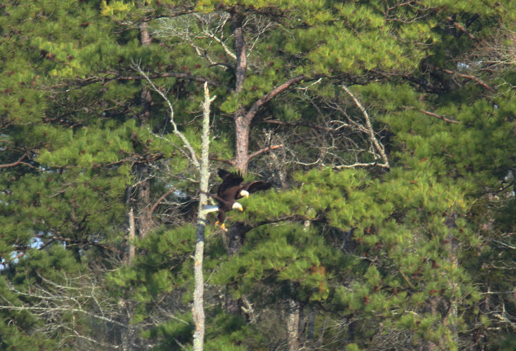 pair of adult bald eagles Haliaeetus leucocephalus both abandoning branch after near collision