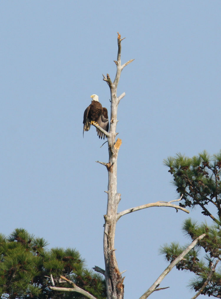 adult bald eagle Haliaeetus leucocephalus drying feathers while perched in dead tree