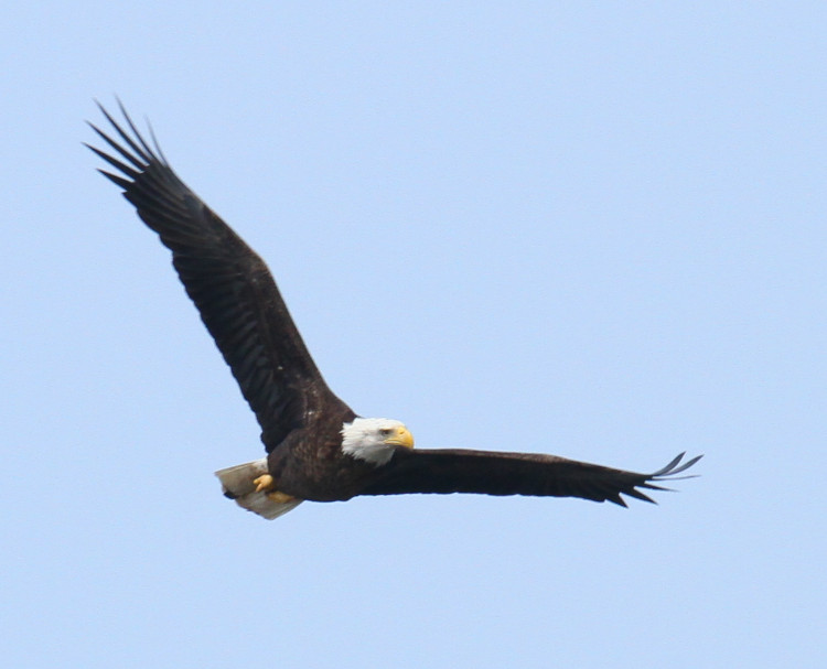 adult bald eagle Haliaeetus leucocephalus banking overhead