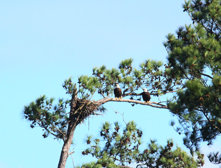 pair of adult bald eagles Haliaeetus leucocephalus just hanging out near osprey nest