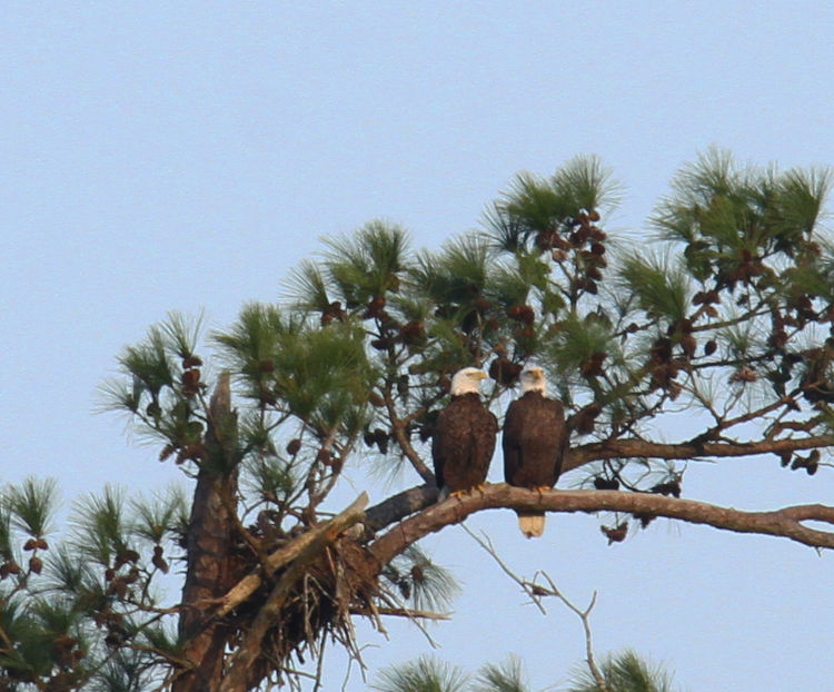 pair of adult bald eagles Haliaeetus leucocephalus enjoying domestic life alongside osprey nest