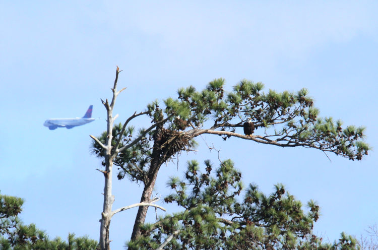 pair of adult bald eagles Haliaeetus leucocephalus with airliner passing behind