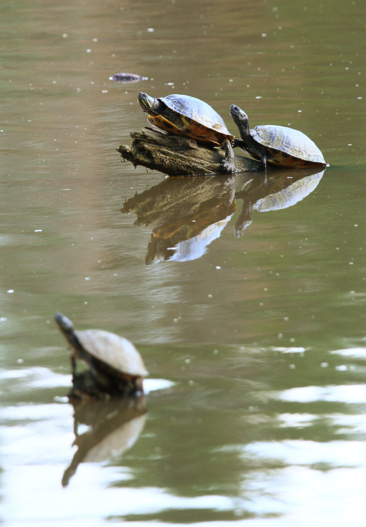 trio of turtles, likely yellow-bellied sliders Trachemys scripta scripta, basking on snags in neighborhood pond