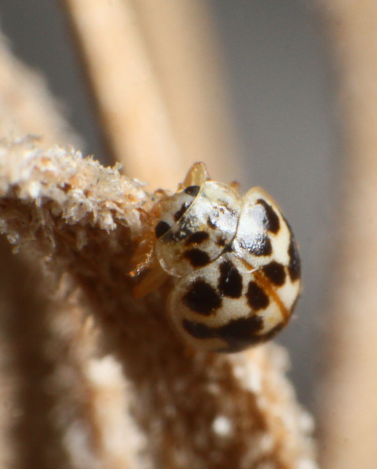 Twenty-spotted lady beetle Psyllobora vigintimaculata on dead air plant