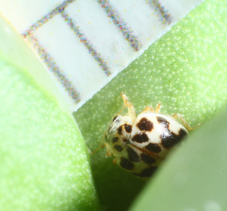 Twenty-spotted lady beetle Psyllobora vigintimaculata on succulent with ruler