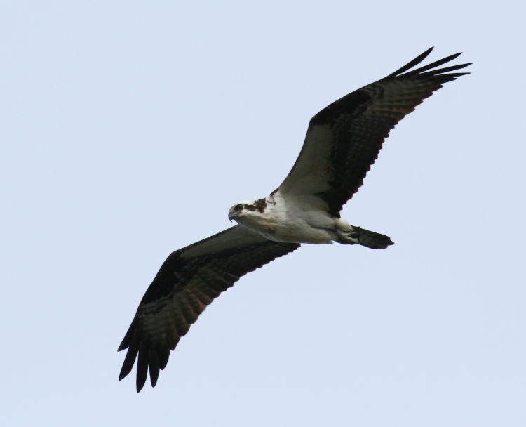 osprey Pandion haliaetus cruising overhead