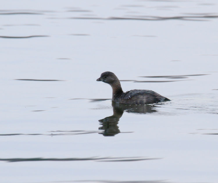 pie-billed grebe Podilymbus podiceps in moderate distance under poor light