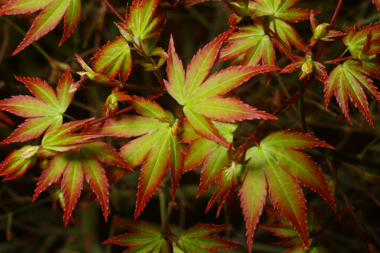 new leaves sprouting from potted Japanese maple in greenhouse