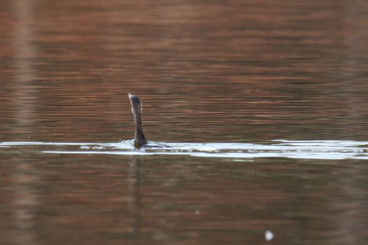 female double-crested cormorant Nannopterum auritum swimming short distance ahead of dropped fish barely visible in water
