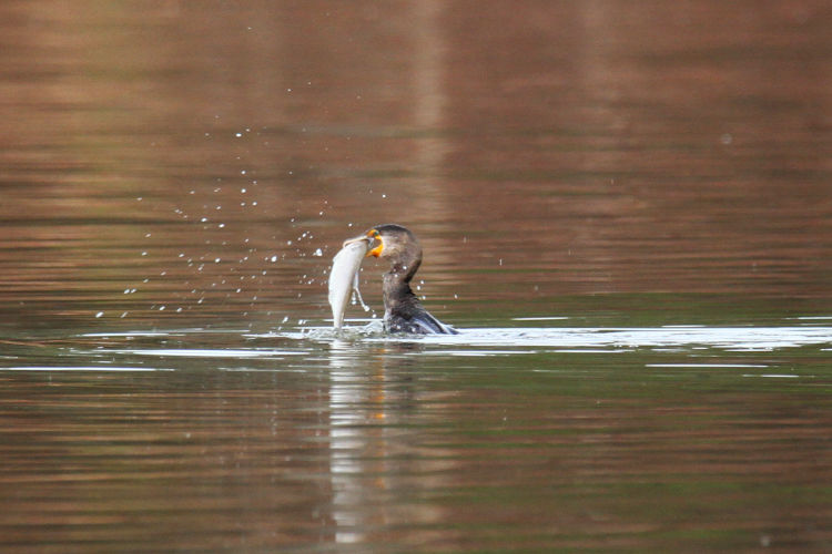 female double-crested cormorant Nannopterum auritum rising from beneath surface with large fish capture