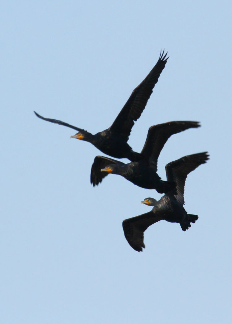 trio of airborne double-crested cormorants Nannopterum auritum stacked together