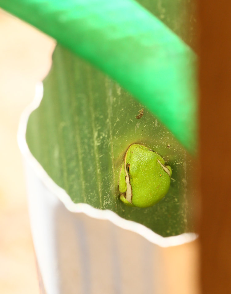 half-sized green treefrog Dryophytes cinereus hiding in downspout stub