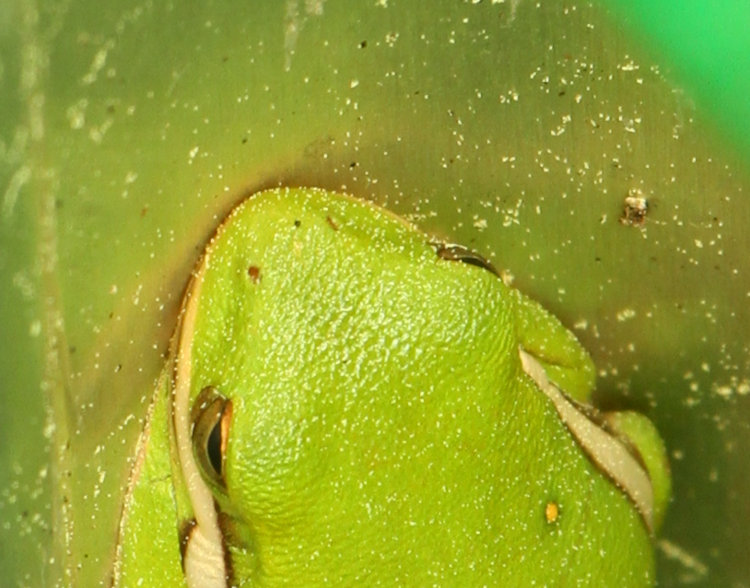 closeup detail of green treefrog Dryophytes cinereus showing pine pollen